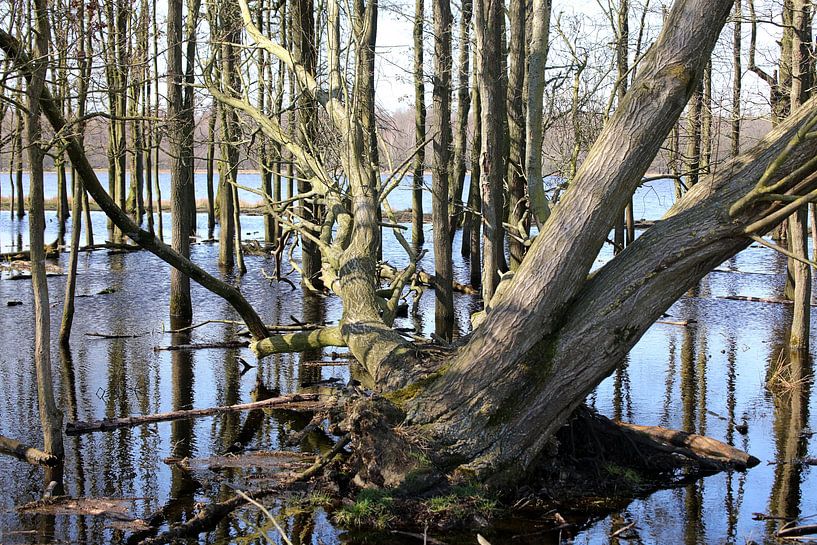 Suspended Tree by Henk Katuin