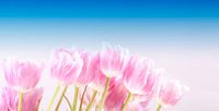 Roze tulpen onder de blauwe lucht