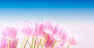 Roze tulpen onder de blauwe lucht van Willy Sybesma