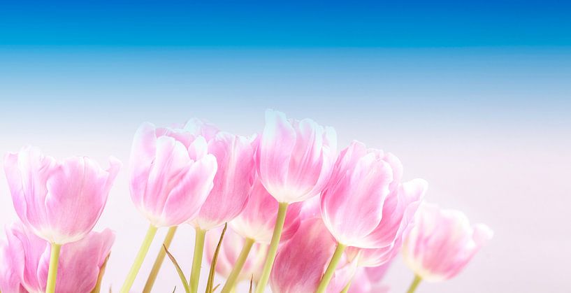 Roze tulpen onder de blauwe lucht by Willy Sybesma