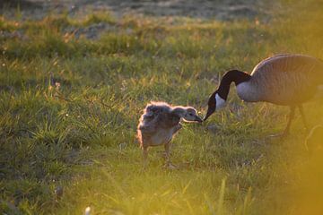 Canadese gans met juveniel van Laurens Balvert