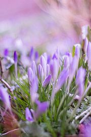beleef het voorjaar von Cornelis Hulstein