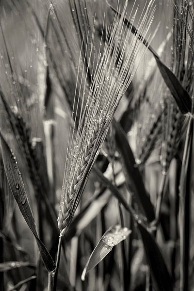 Wheat by Rob Boon