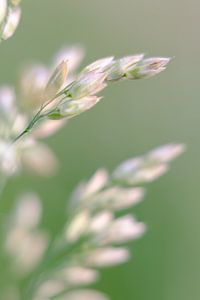 Dromerig zomergevoel