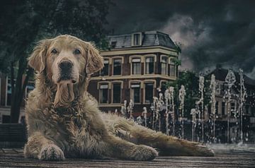 Chien de rue à Leeuwarden. sur Elianne van Turennout