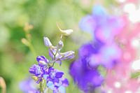 paarse bloem detail