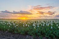 Sunset with dutch tulip fields by Wim Kanis thumbnail