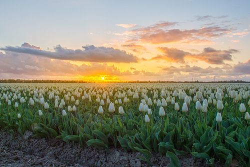 Zonsondergang op het tulpenveld in Holland