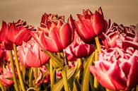 Nederlands tulpenveld. van Anjo ten Kate thumbnail