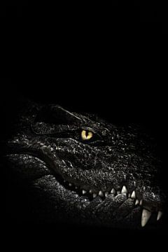 Het koude, berekenende oog van een roofzuchtig reptiel, een krokodil, gloeit in de duisternis boven  van Michael Semenov