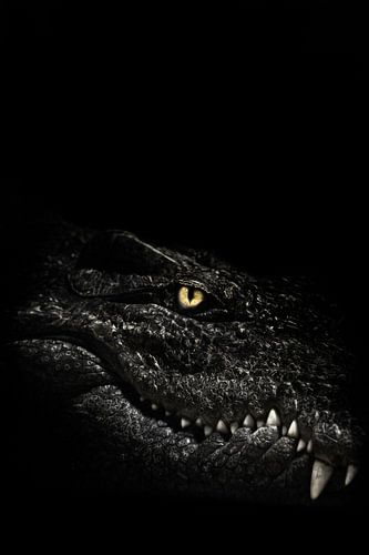 The cold calculating eye of a predatory reptile, a crocodile glows in the darkness above its toothy 