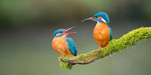 IJsvogel - Prille liefde in panorama van IJsvogels.nl - Corné van Oosterhout