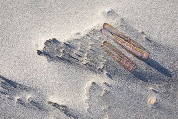Des coquillages dans le sable à la dérive