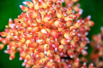Zacht oranje bloeiende plant van Ineke Wildeboer