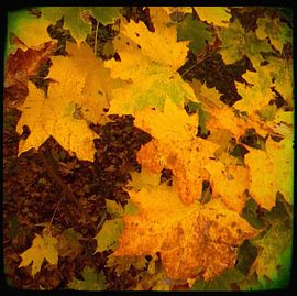 Leafs by Kuba Bartyński