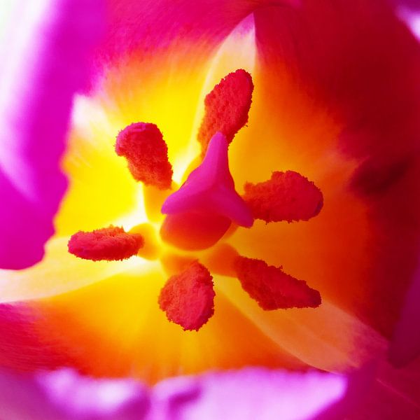 Tulp stempel ART 1.0 van Ingo Laue