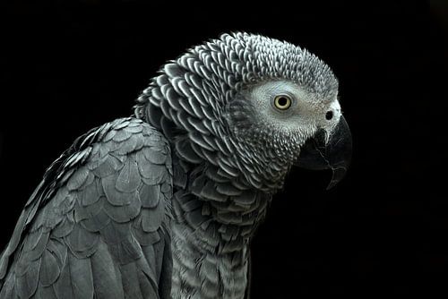 Grijze roodstaart papegaai