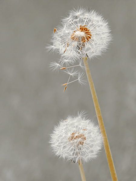 Uitpluizen.... (Pluis van Paardenbloem) van Caroline Lichthart