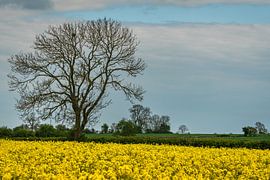 Rapeseed field with a large tree in England by Anges van der Logt