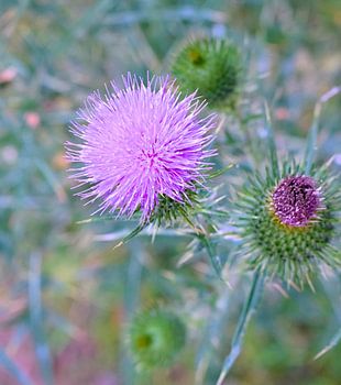 Makrofotografie Distelpflanze