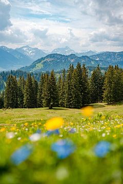 Blick mit Löwenzahn auf die Allgäuer Alpen und das Kleinwalsertal von Leo Schindzielorz