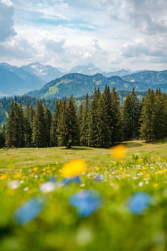 Uitzicht met paardenbloem op de Allgäuer Alpen en het Kleinwalsertal