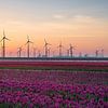 Tulips & Turbines van Sander van der Werf