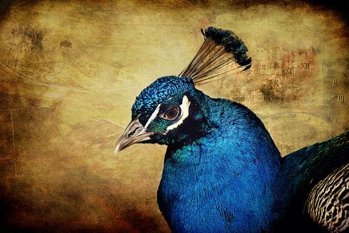 Blauer Pfau