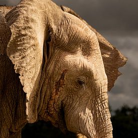 Portrait d'éléphant sur Beeldpracht by Maaike