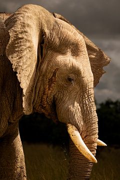 Olifant portret van Beeldpracht by Maaike