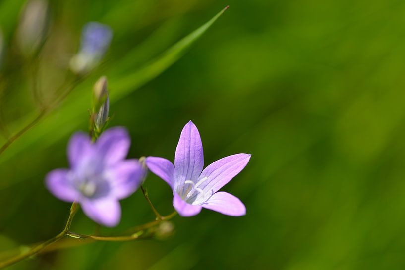 Weide klokjesbloem van Karin Jähne