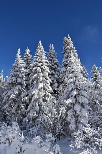 Besneeuwde bomen na de storm