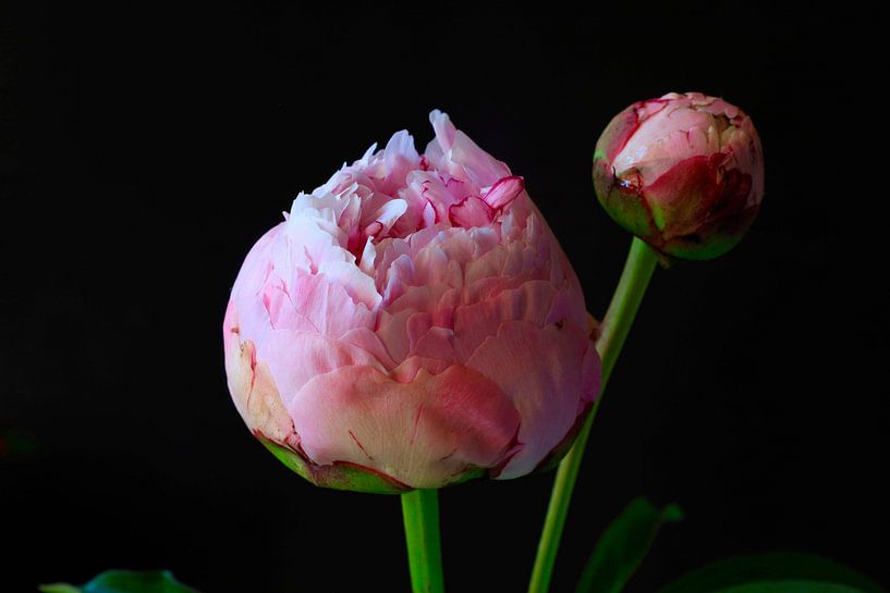 Stillleben mit Pfingstrosen von Thomas Jäger