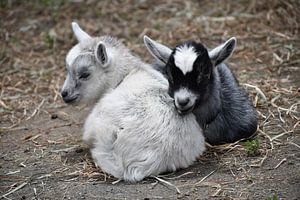 Zware en wit geitje knuffelen van Atelier Liesjes