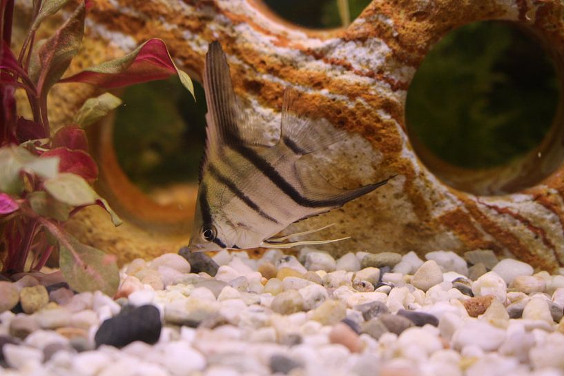 Moonfish by Eveline van Beusichem