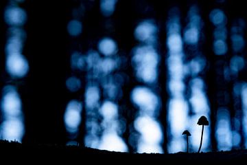 The Foresters - Minimalist Silhouette Against Midnight Blue by Sam Mannaerts