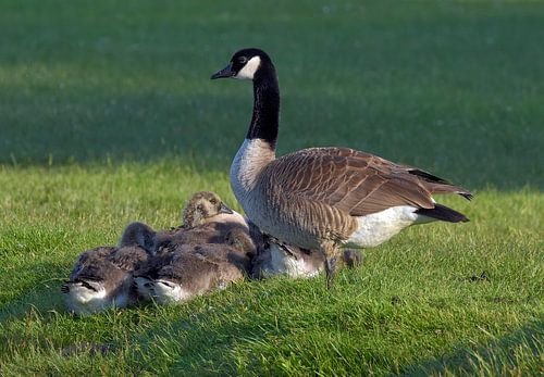 Kanadagans mit Jungen