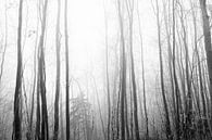 Wald in Schwarz und Weiß von Lavieren Photography Miniaturansicht