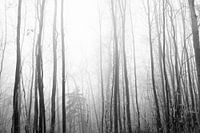forest in black and white
