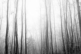 Wald in Schwarz und Weiß von Lavieren Photography
