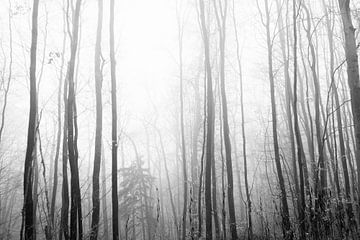 forêt en noir et blanc