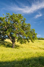 Old oak tree by Rainer Mirau