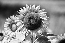 Sunflower Black and White by Frank Herrmann