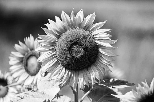 Sunflower Black and White