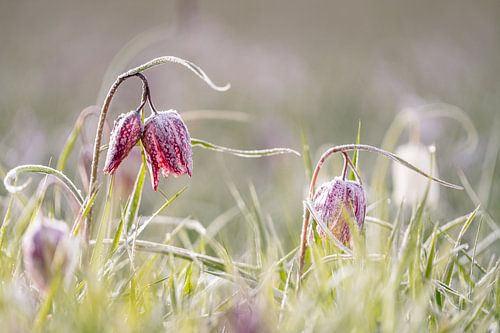 Wilde kievitsbloem in de ochtenddauw