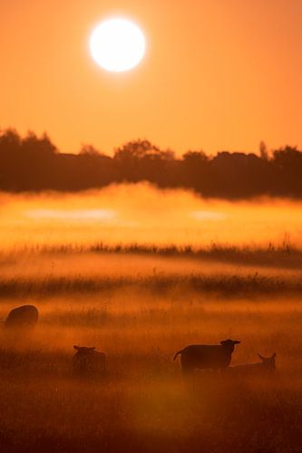 Schapen en lammetjes in de mist bij zonsopkomst in de lente