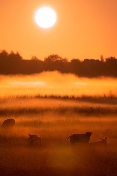 Schapen en lammetjes in de mist bij zonsopkomst in de lente van Bas Meelker