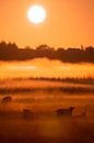 Schapen en lammetjes in de mist bij zonsopkomst in de lente van Bas Meelker thumbnail