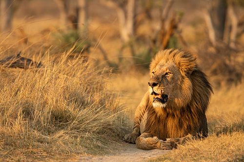 Der König im goldenen Licht
