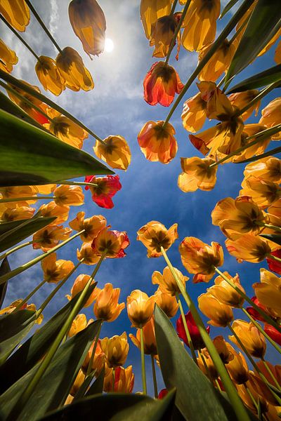 Tulpen van onderaf van Marjolijn van den Berg